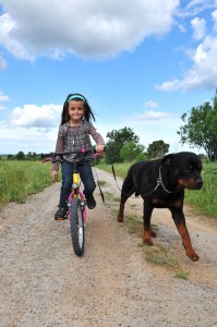 Die Hunderasse Rottweiler braucht viel Bewegung