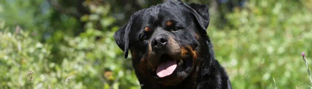 Rottweiler Erziehung - Tipps für den Umgang mit dem Rottweiler