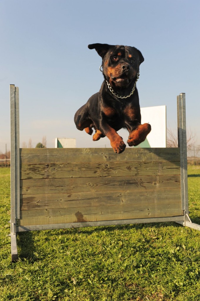 Charakter und Wesen des Rottweilers