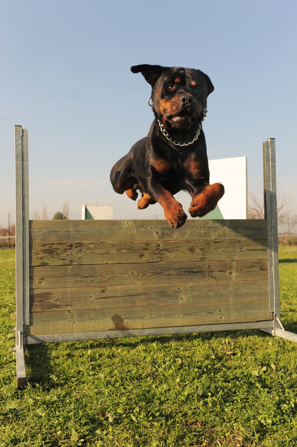 Rottweiler Charakter und Wesen - Was macht den Rottweiler aus?