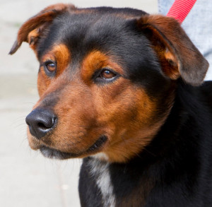 Chow Chow Rottweiler Mix