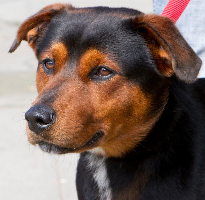 79+ Husky Rottweiler Shepherd Mix