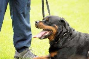 Ursache von Durchfall bei Rottweiler