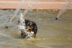 Gesunder Rottweiler durch Impfungen?
