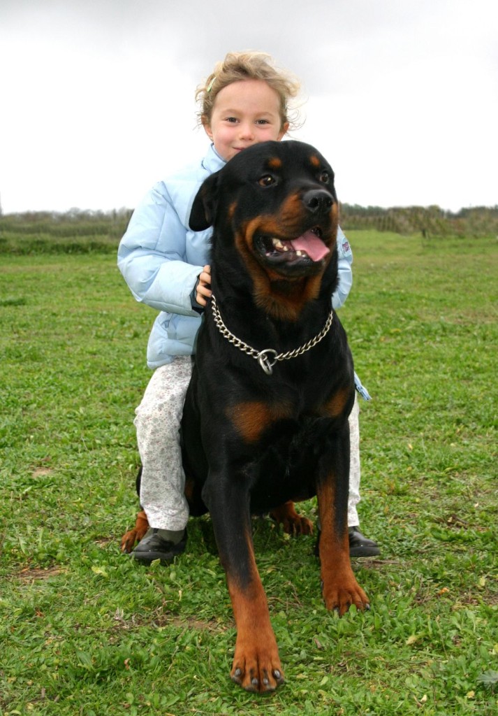 Gesunder Rottweiler mit Kleinkind