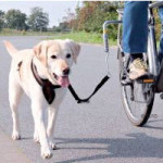 Hunde Fahrradleine