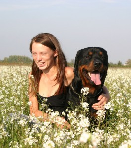 Erziehung Rottweiler - Hundehaltung