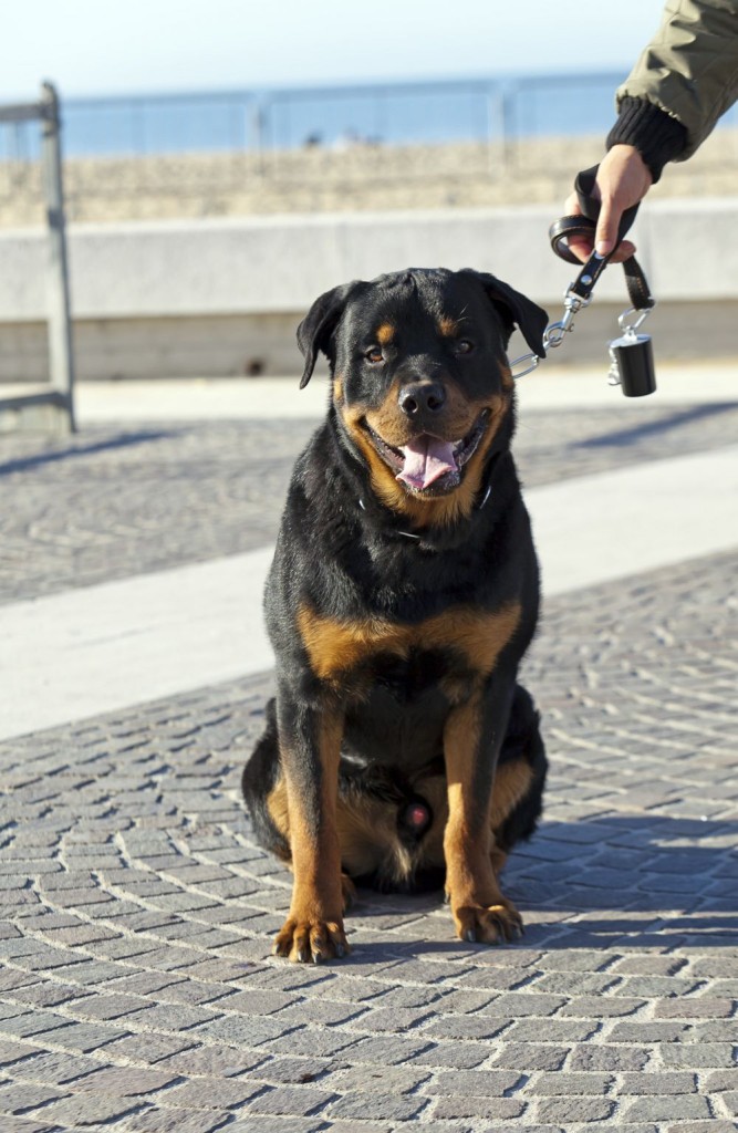 Rottweiler auf der Straße