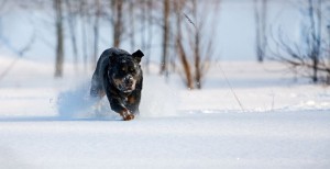 Impfungen schützen den Rottweiler