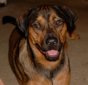 Kein Reinrassiger Rottweiler