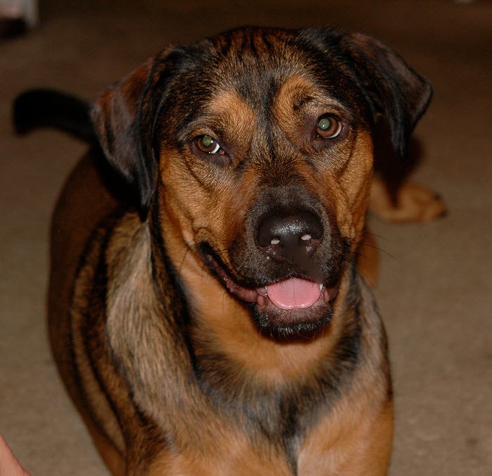 77+ Schaferhund Rottweiler Dobermann Mix