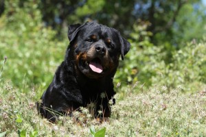 Ohrenentzündungen Rottweiler