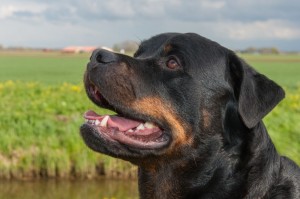 Papiere Rottweiler Deckrüde