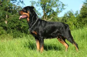 Rottweiler Charakter