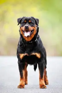 Rottweiler Deckrüde