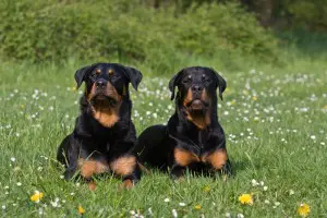Rottweiler Elterntiere beim Züchter begutachten