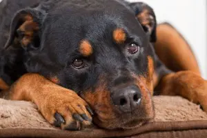 Rottweiler Erbrechen