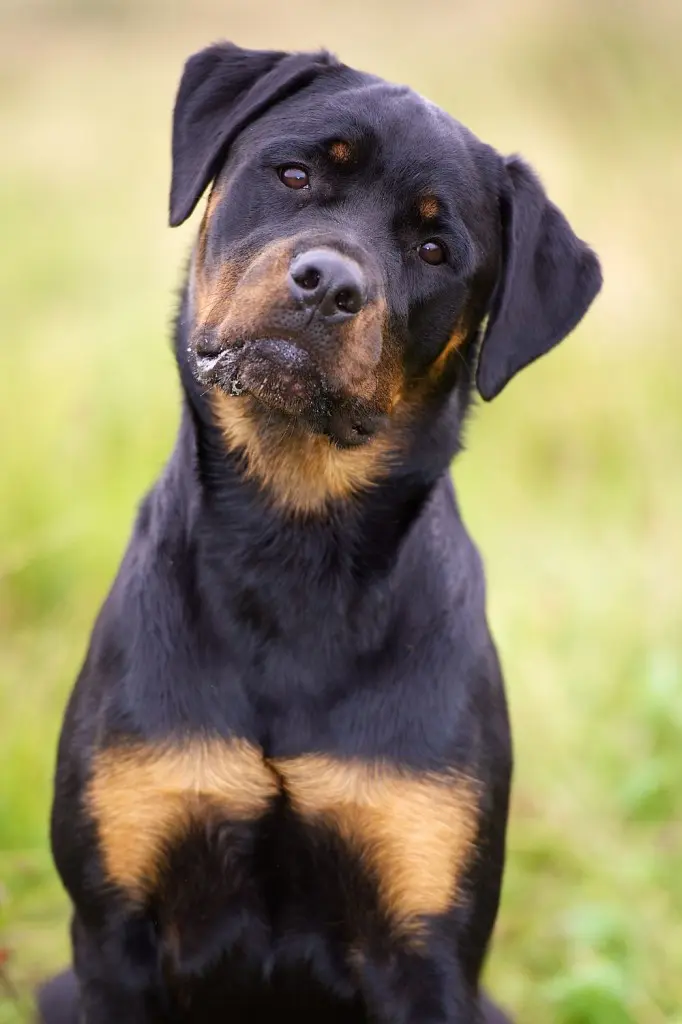 Rottweiler Erziehung