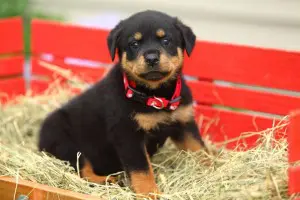 Rottweiler Erziehung Welpen