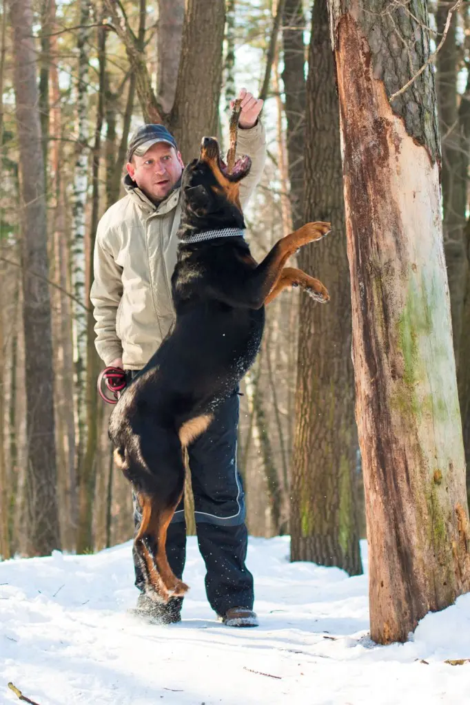 Rottweiler Erziehung macht Spaß