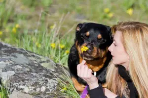 Freundschaft mit dem Rottweiler für ein Hundeleben