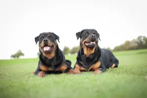Grundimmunisierung und Auffrischungsimpfungen für den Rottweiler