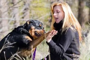 Rottweiler Hündin oder Rüde kaufen?