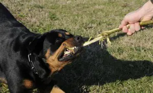 Rottweiler in der Hundeschule