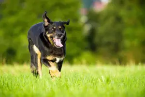 Rottweiler Mix