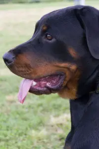Rottweiler Pflege