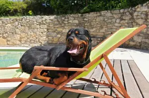 Rottweiler Flugreise Süden