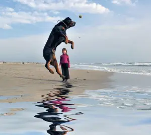 Rottweiler im Urlaub