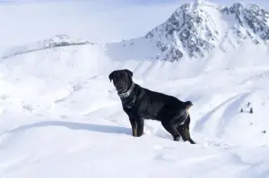 Rottweiler Urlaub kaufen