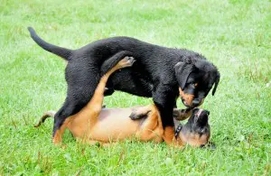 Rottweiler Welpen beim Spielen