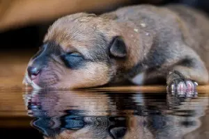 Rottweiler Welpen beim seriösen Züchter kaufen