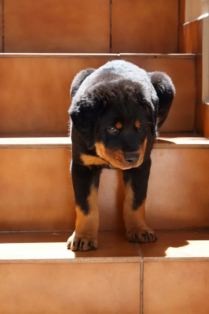 Rottweiler Welpen stubenrein bekommen