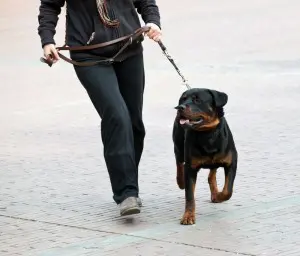 Rottweiler Zeit