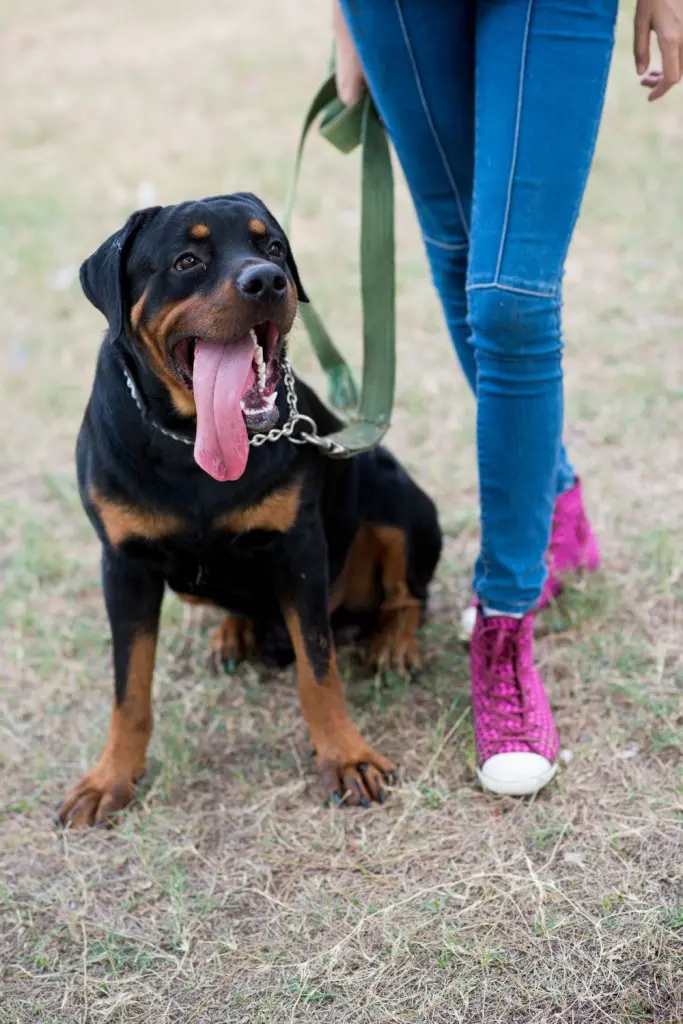 Zeitaufwand für einen Rottweiler