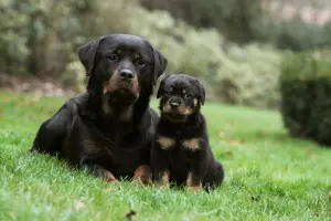Rottweiler Züchter
