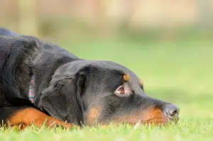 Rottweiler in Not