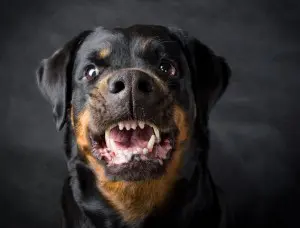 Rottweiler in Not aus dem Tierheim