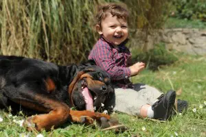 Rottweiler mit Kleinkind