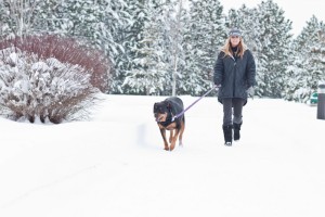 Streusalz greift die Pfoten des Rottweilers an