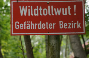 Der Rottweiler muss gegen Tollwut geimpft werden
