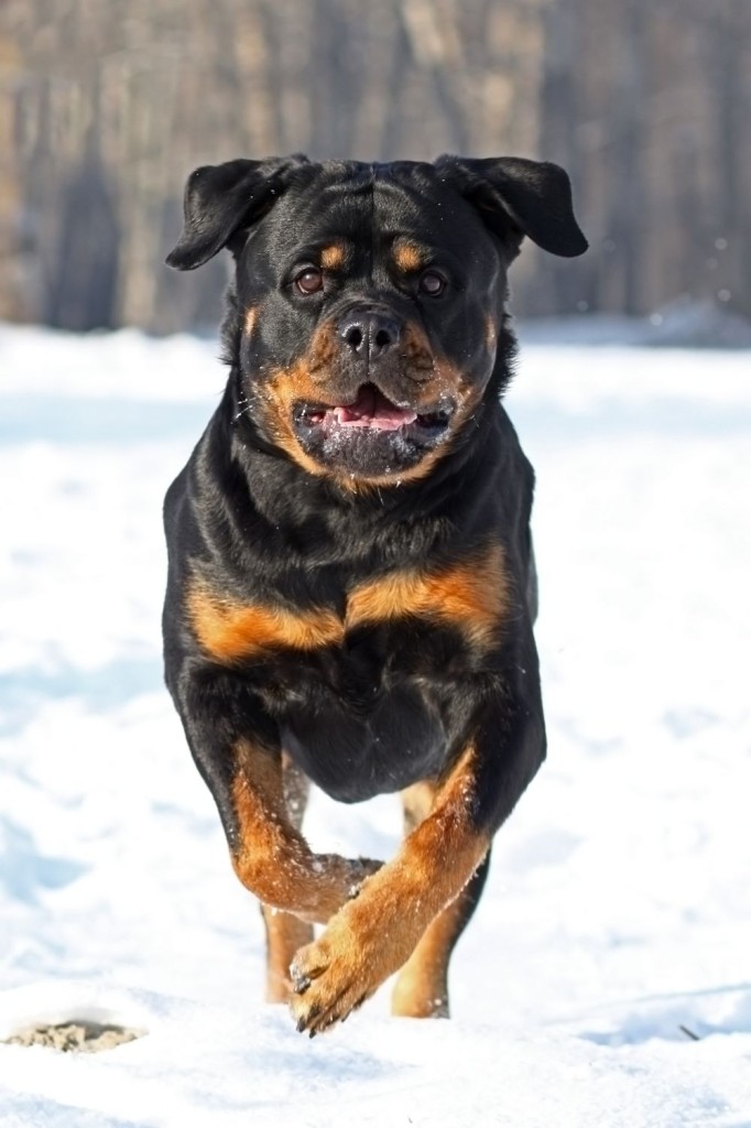 Typische Erbkrankheiten beim Rottweiler