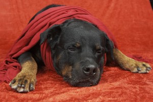 Wann muss der Rottweiler zum Arzt?
