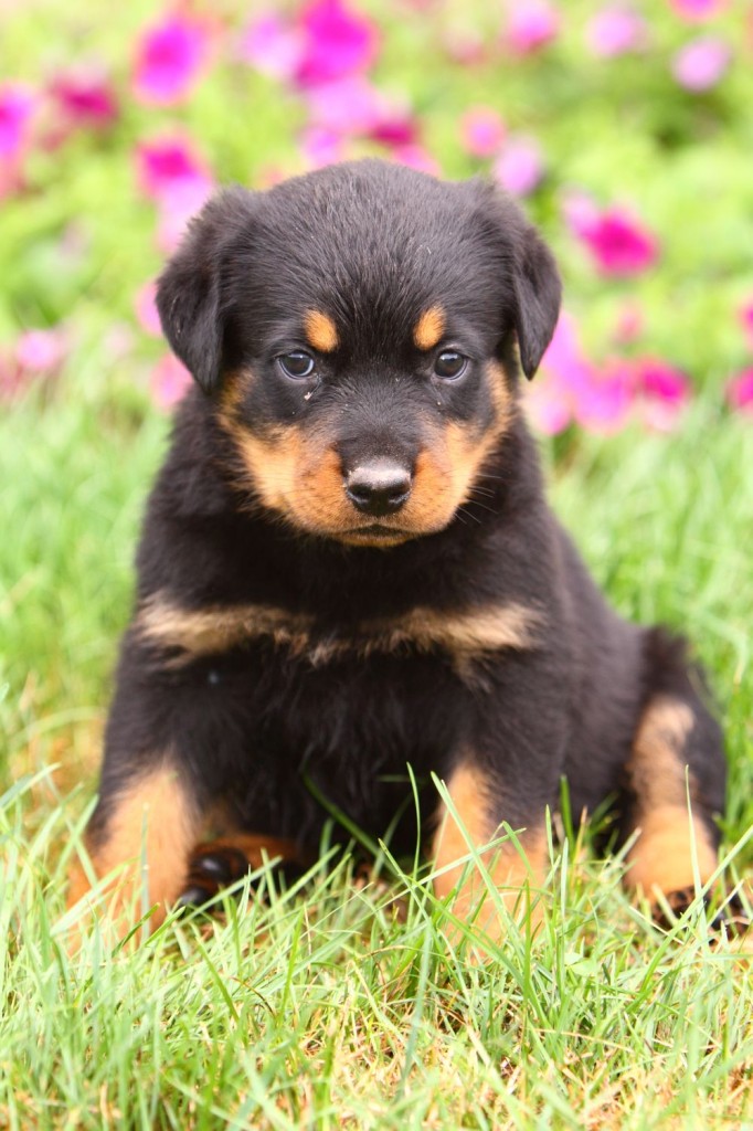 Woran erkenne ich einen gesunden Rottweiler Welpen? Checkliste