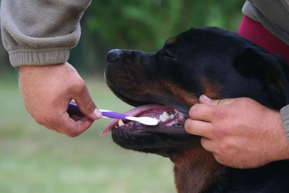 Rottweiler an das Zähneputzen gewöhnen