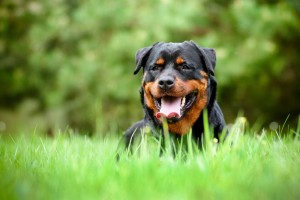 Zecken Rottweiler