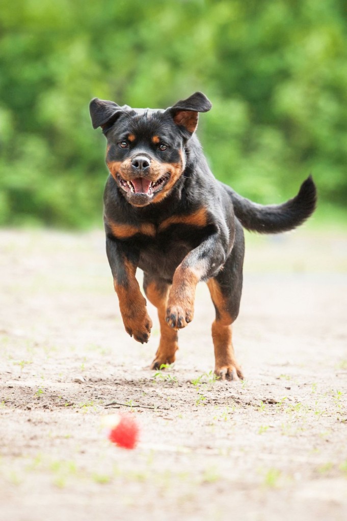 Woran erkenne ich, dass mein Rottweiler alt wird?